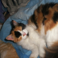 Photo #180810 de Tigresse