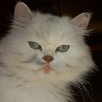 Photo #180847 de Urson