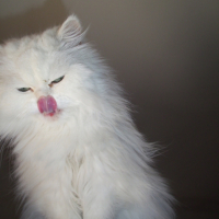 Photo #180855 de Urson