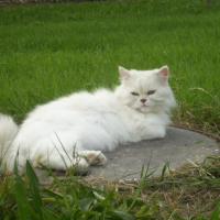 Photo #180862 de Urson