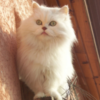 Photo #180867 de Urson