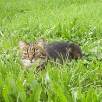 Photo #180885 de Misty