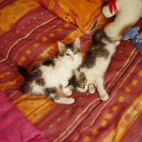 Photo #180886 de Bigoudi