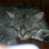 Photo #180894 de Tazou