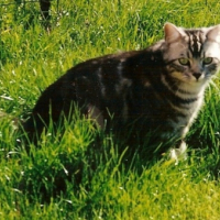 Photo #180895 de Tazou