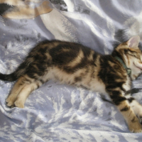 Photo #180916 de Starsky