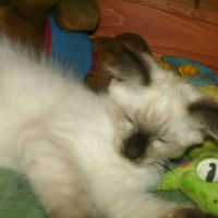 Photo #180944 de Sushi