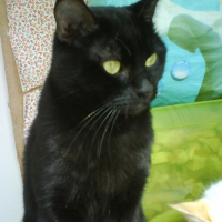 Photo #180959 de Massiste