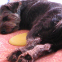Photo #180961 de Choupette