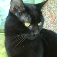 Photo #180962 de Massiste