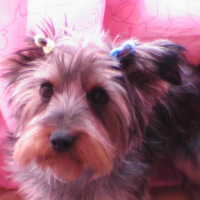 Photo #180968 de Choupette