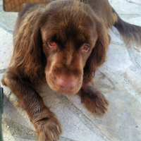 Photo #180993 de Chilli  peper