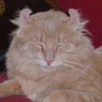 Photo #181031 de Amon