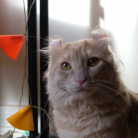 Photo #181041 de Amon