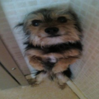 Photo #181089 de Chouchou