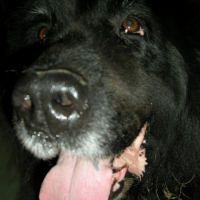 Photo #181126 de Fanny