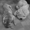qui est la peluche?
