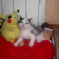 Photo #181138 de Pikachu