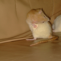 Photo #181139 de Plume