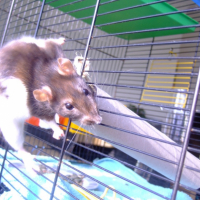Photo #181141 de Pimprenelle