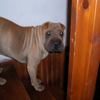 Photo #181165 de Dealer