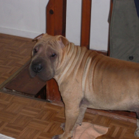 Photo #181174 de Dealer