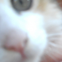 Photo #181187 de Nuts