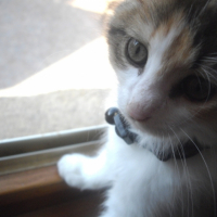 Photo #181188 de Nuts