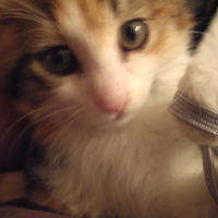Photo #181191 de Nuts