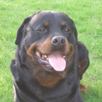 Photo #181227 de Voltt