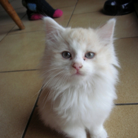 Photo #181245 de Kitty