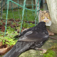 Photo #181260 de Minette