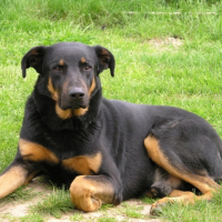 Photo #181376 de Sultan