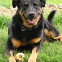 Photo #181377 de Sultan
