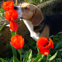 Photo #181406 de Vanille