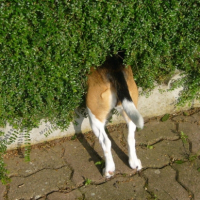 Photo #181417 de Vanille
