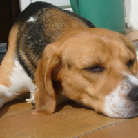 Photo #181419 de Vanille