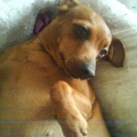 Photo #181426 de Kitty