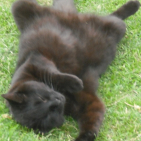 Photo #181427 de Shadow
