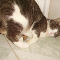 Photo #181440 de Lola