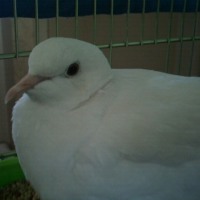 Photo #181457 de Coco
