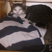 Photo #181459 de Kirikou
