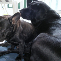 Photo #181462 de Othello