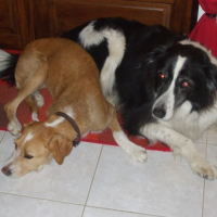 Photo #181471 de Dixie
