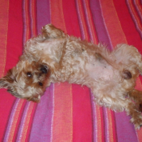 Photo #181476 de Dixie