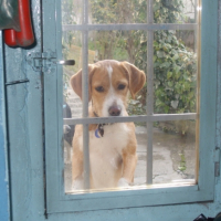 Photo #181490 de Dixie