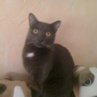 Photo #181503 de Angel