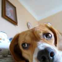 Photo #181512 de Vanille