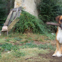 Photo #181527 de Tyson
