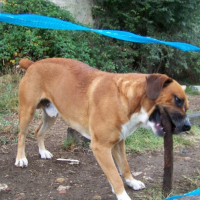 Photo #181531 de Tyson